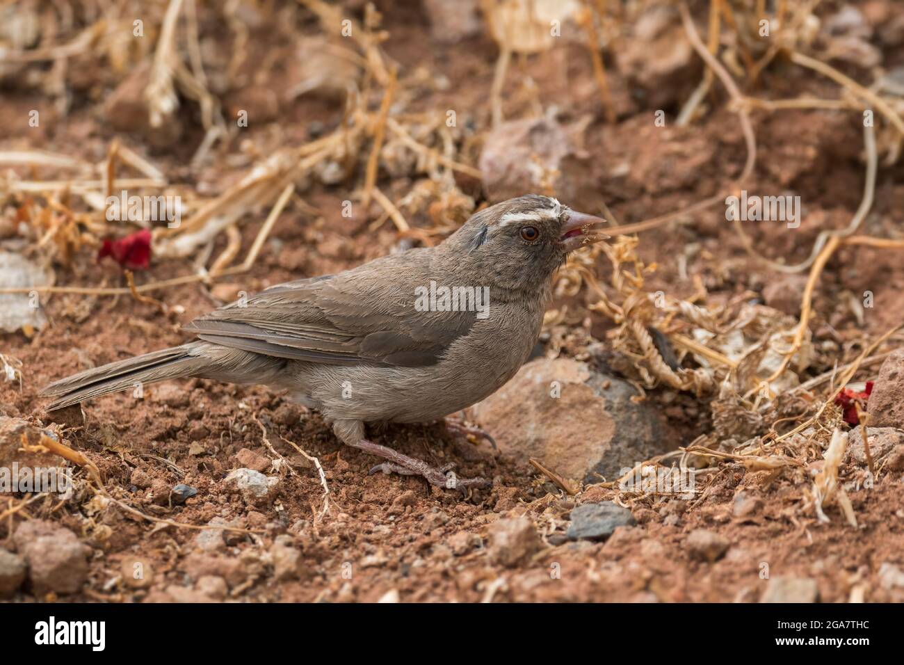Brown-rumped Seedeater - Crithagra tristriata, beautiful perching bird from African bushes and woodlands, Gondar, Ethiopia. Stock Photo