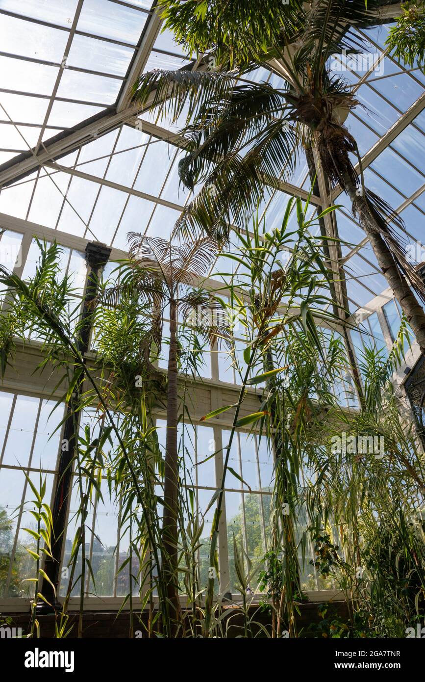 Tall palms and grasses in the conservatory, Buxton Pavilion Gardens, Derbyshire, England. Stock Photo