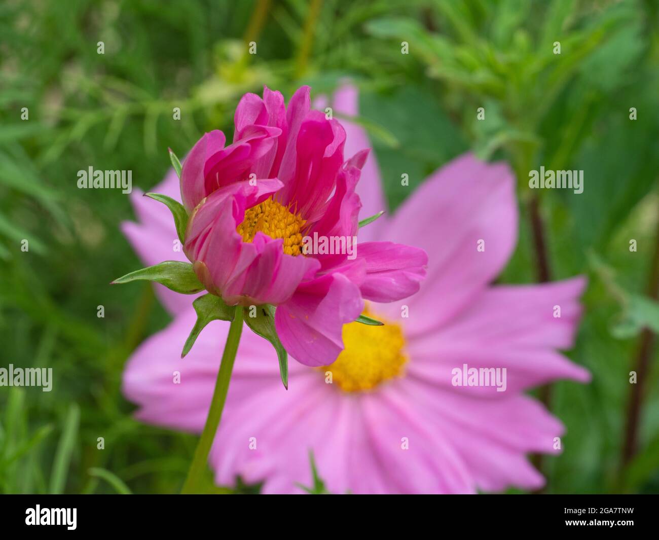 Cosmos flower about to open in bloom Stock Photo