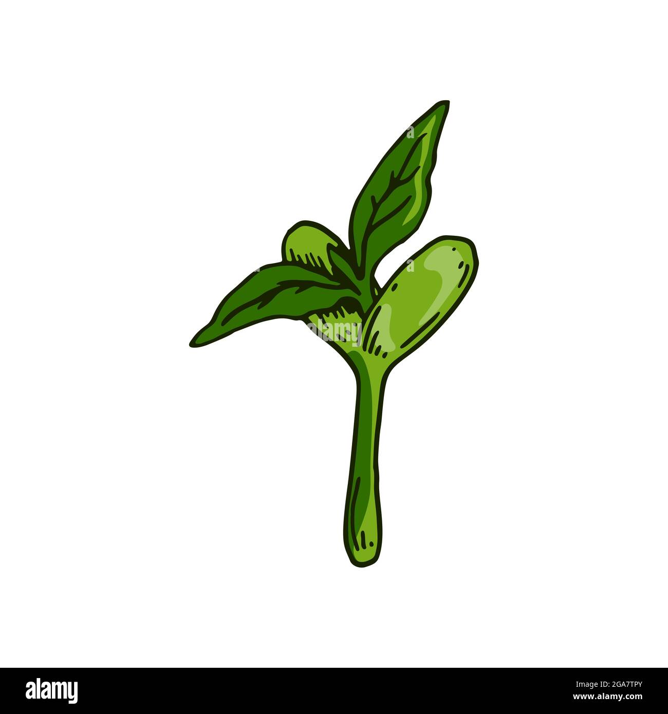 Hand drawn bean sprout. Vector illustration in sketch style isolated on
