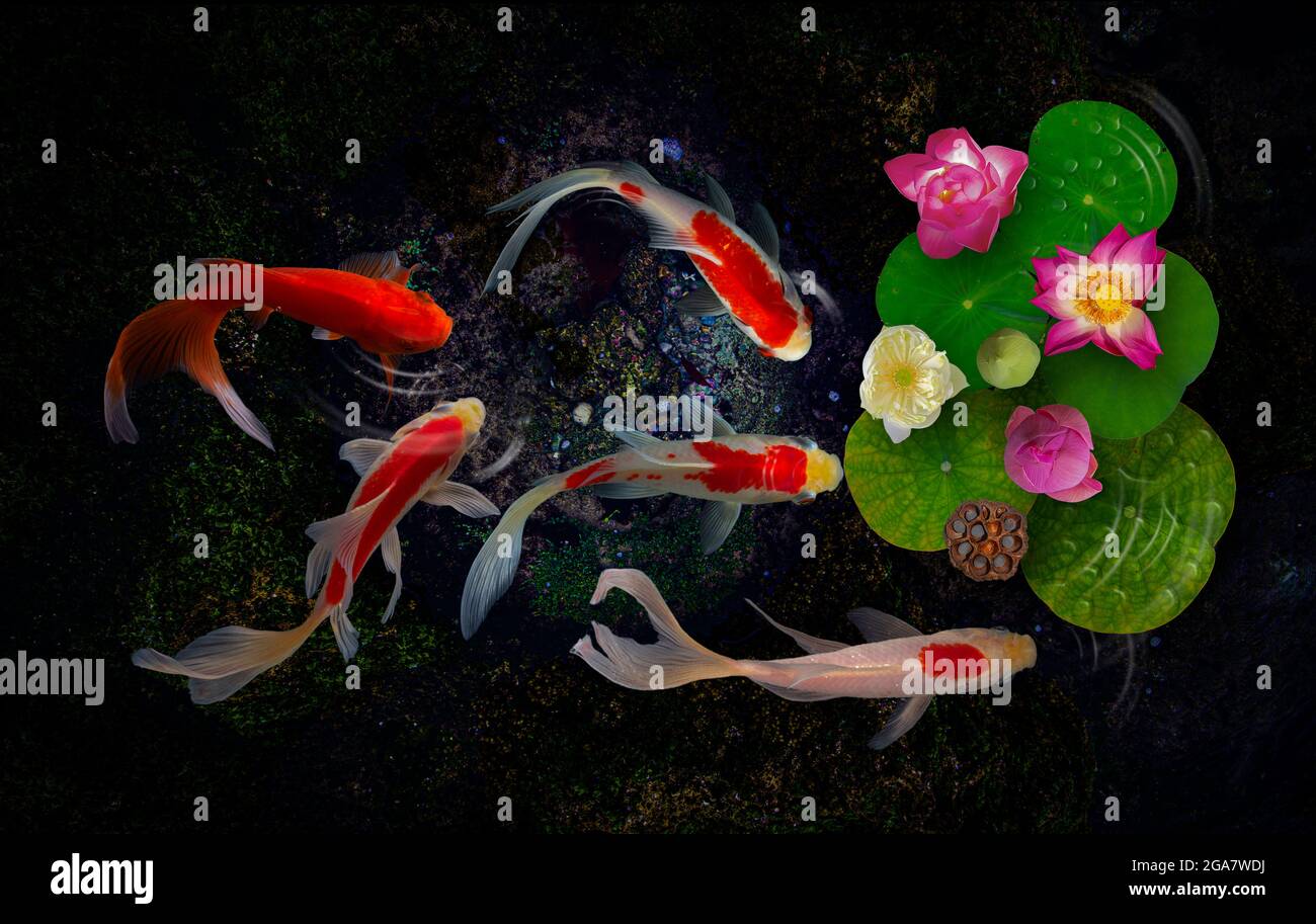 Koi fish in the lotus flower garden Stock Photo Alamy