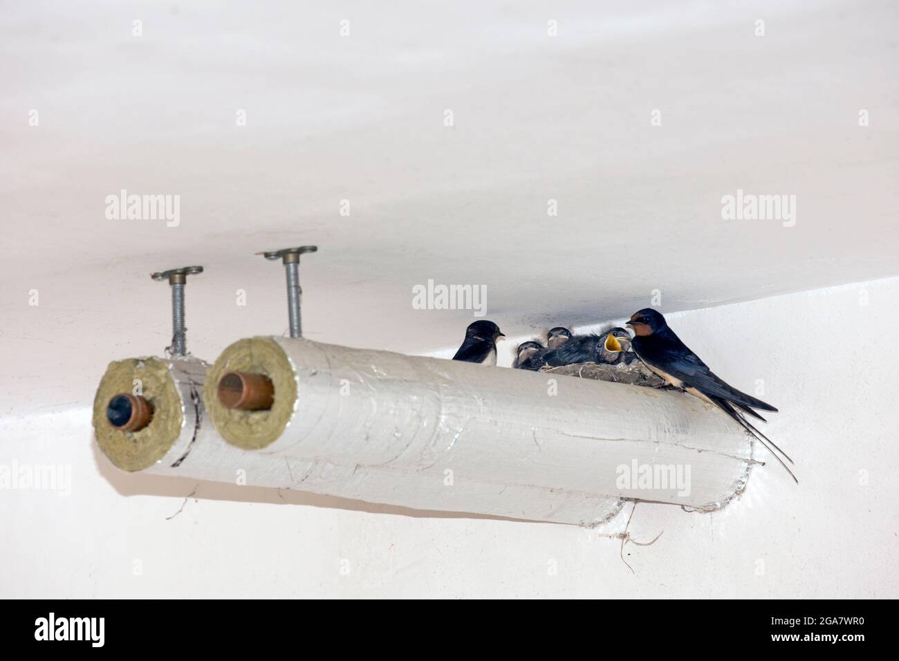 Two adults with young swallows Hirundo rustica in nest built on heating pipes UK Stock Photo