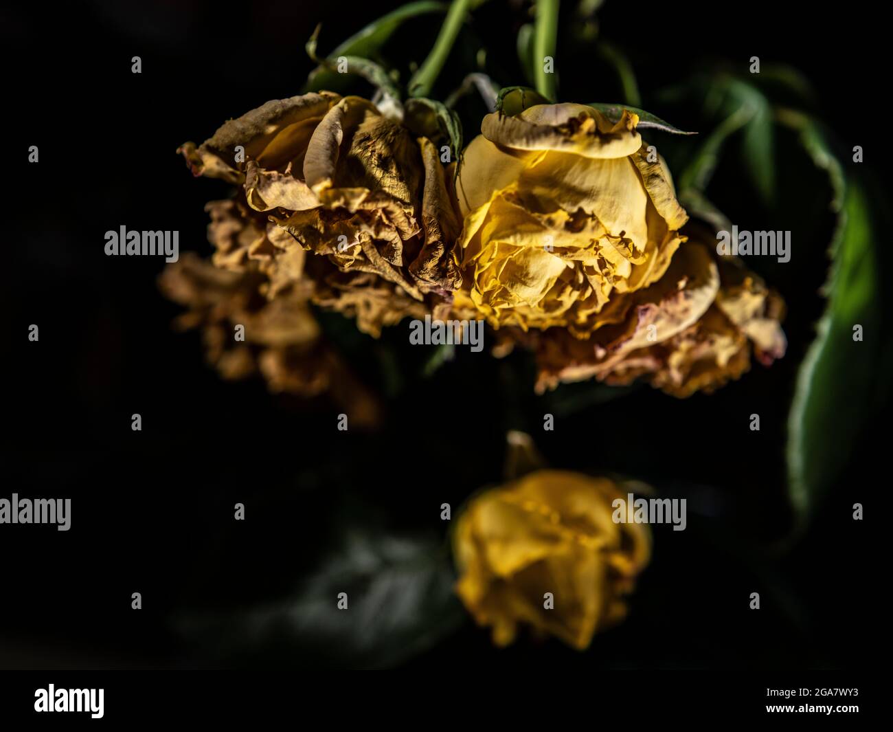 Dead Withered Yellow Roses Book Cover Stock Photo - Alamy