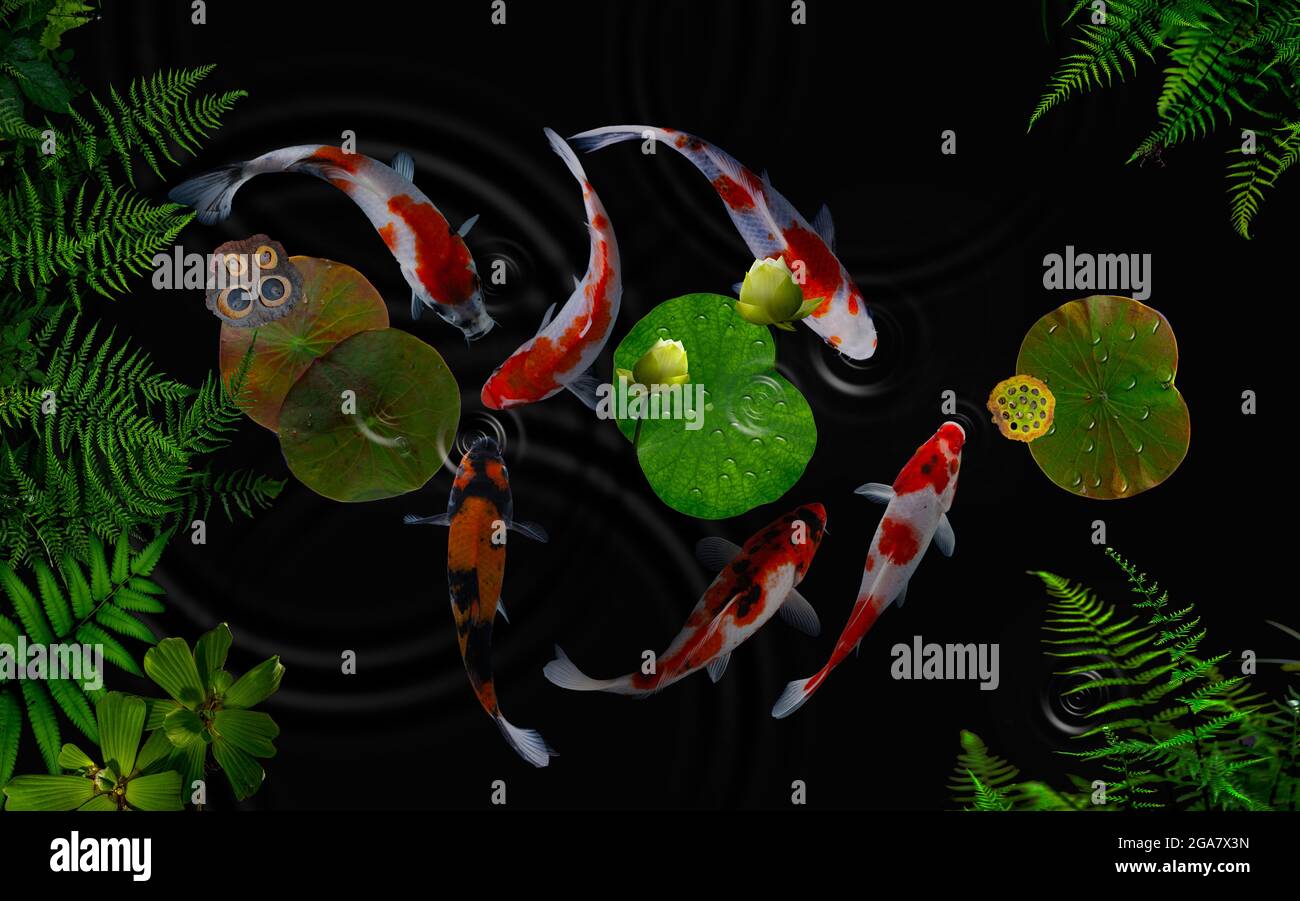 Koi fish in the lotus flower garden Stock Photo Alamy