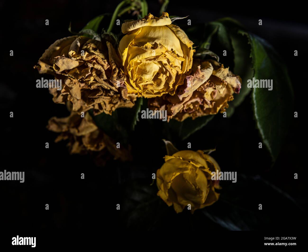 Dead Withered Yellow Roses Book Cover Stock Photo - Alamy