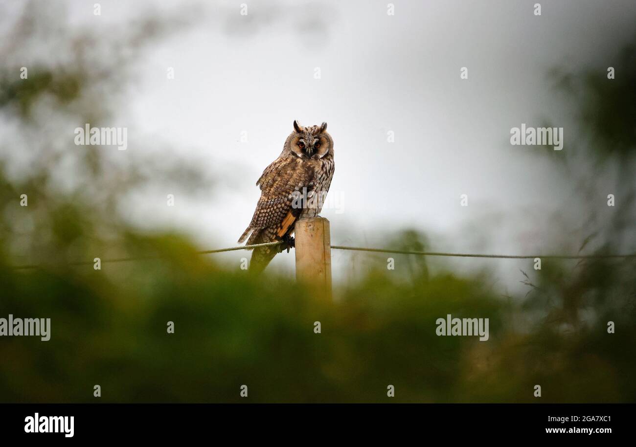 Long eared owl chicks perched in the tree calling to be fed Stock Photo