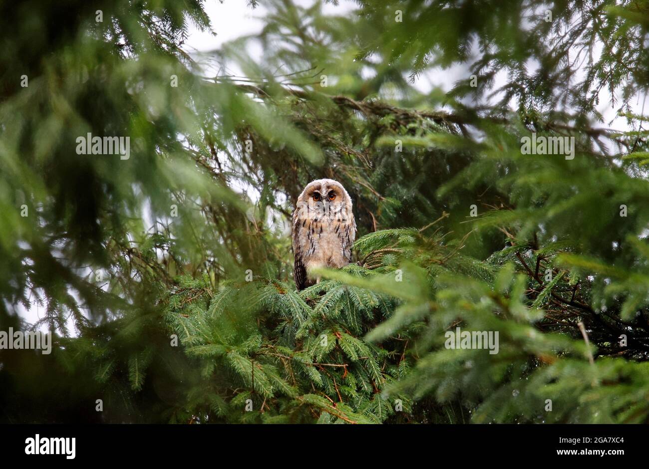 Long eared owl chicks perched in the tree calling to be fed Stock Photo