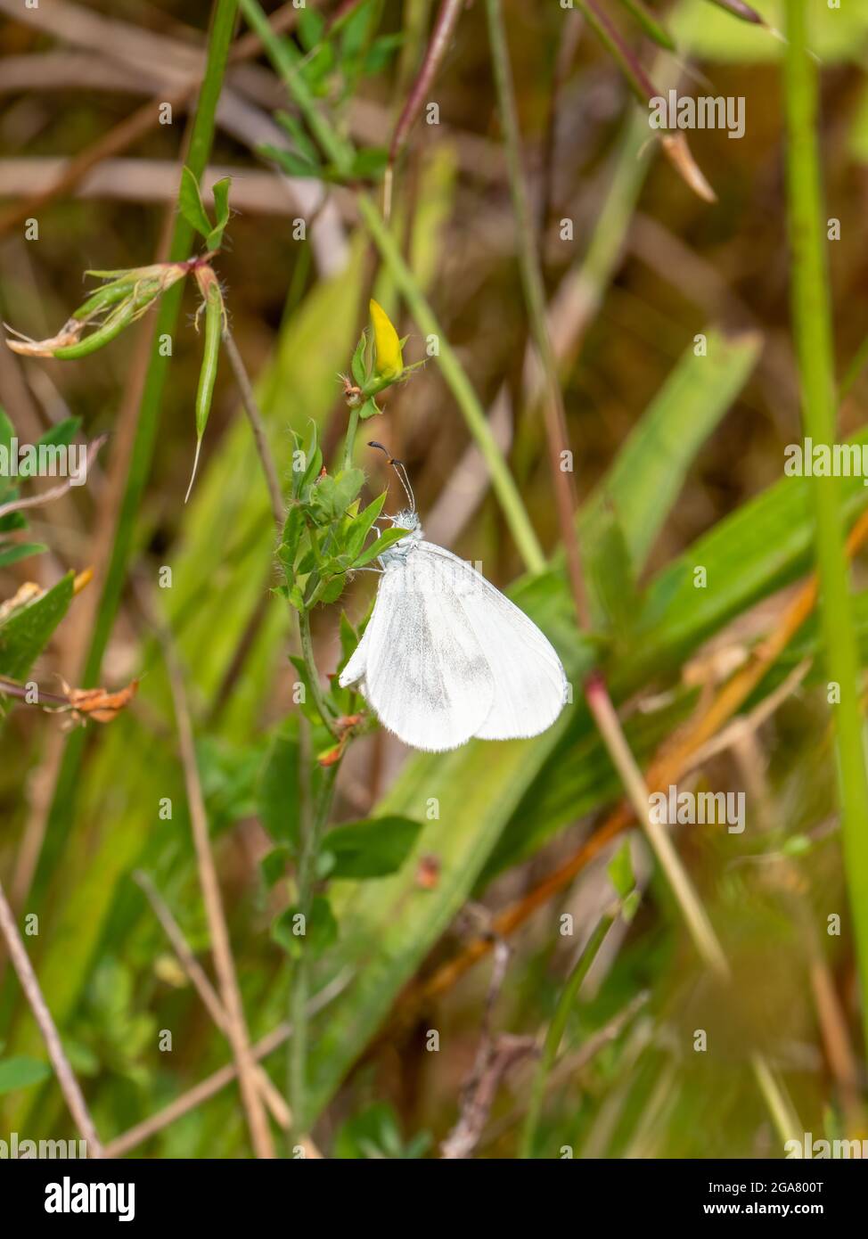 wood-white-butterfly-hi-res-stock-photography-and-images-alamy