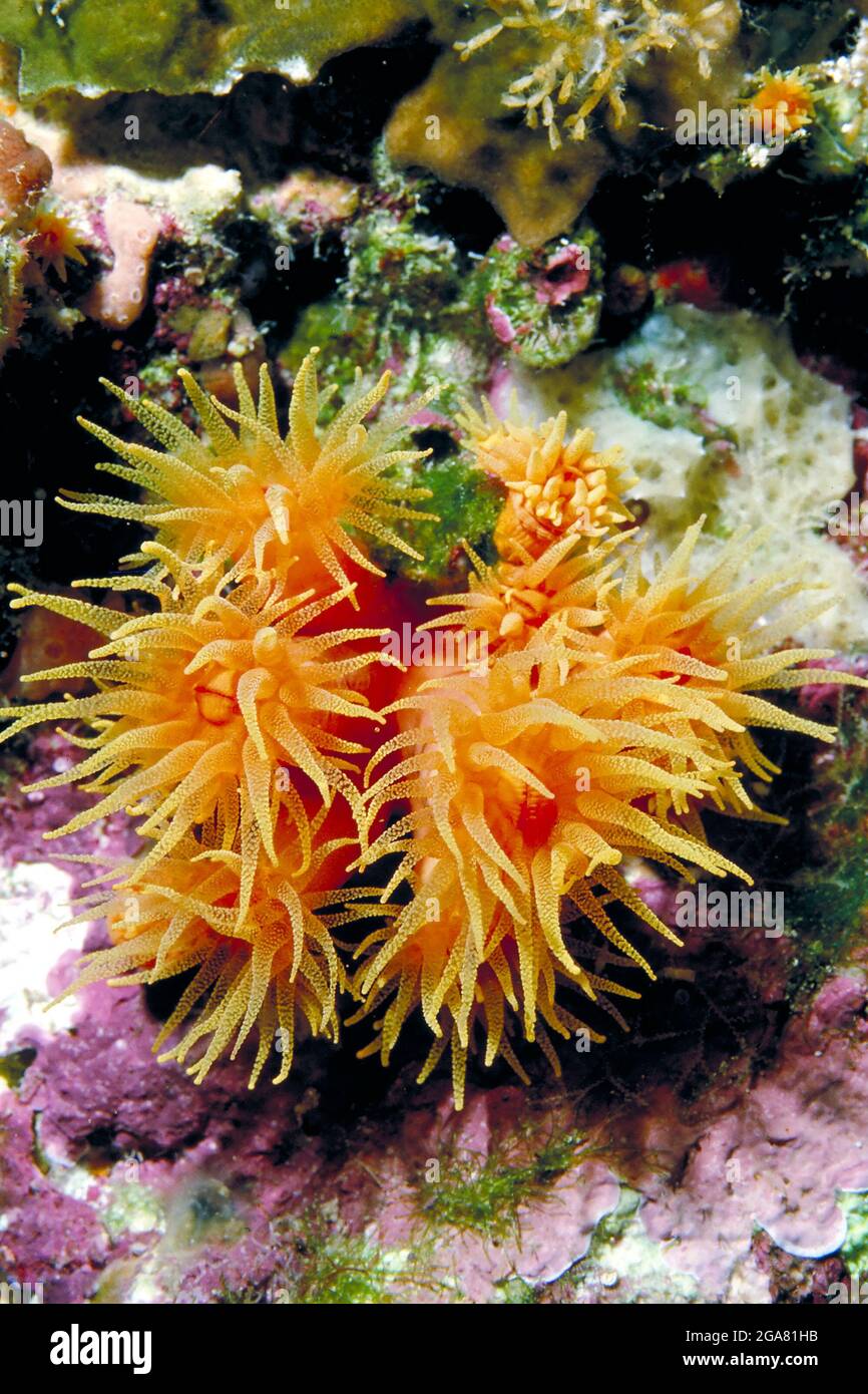 Tube coral polyps, Hawaii Stock Photo