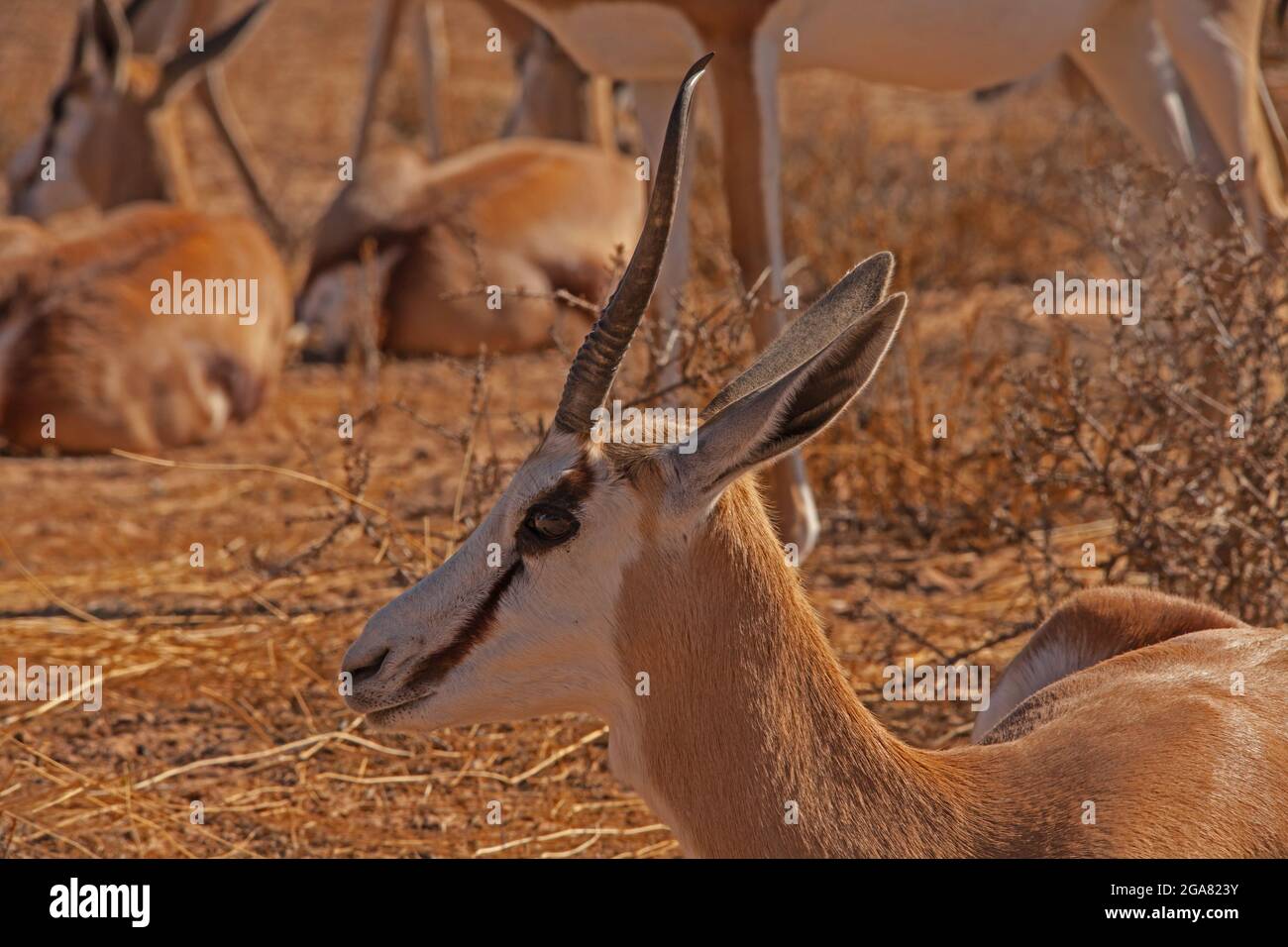 Springbok Antidorcas marsupialis 4751 Stock Photo