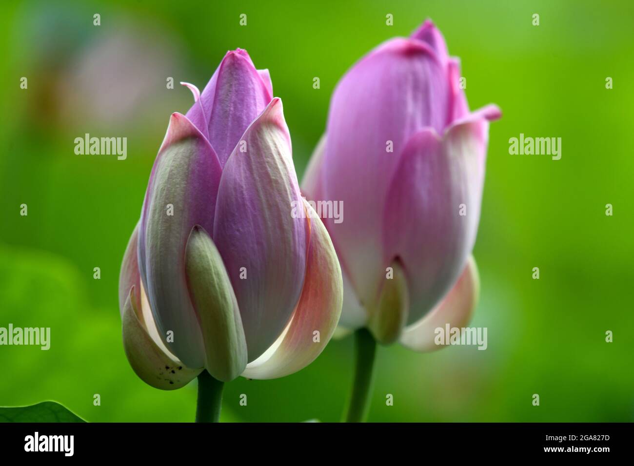 Primorye Territory Russia 29th July 2021 Komarov Lotus Flowers Bloom By A Lake Near The Village Of Dybovy Klyuch Oak Spring Ussuriysk Municipality Credit Yuri Smityuk Tass Alamy Live News Stock Photo Alamy