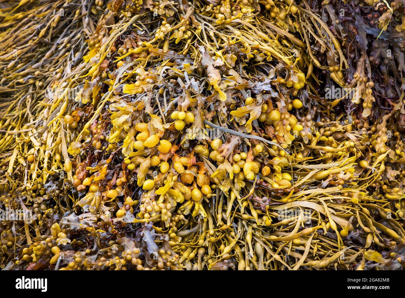 Bladder wrack sea weed, also known as black tang, rockweed, bladder fungus or sea oak Stock Photo