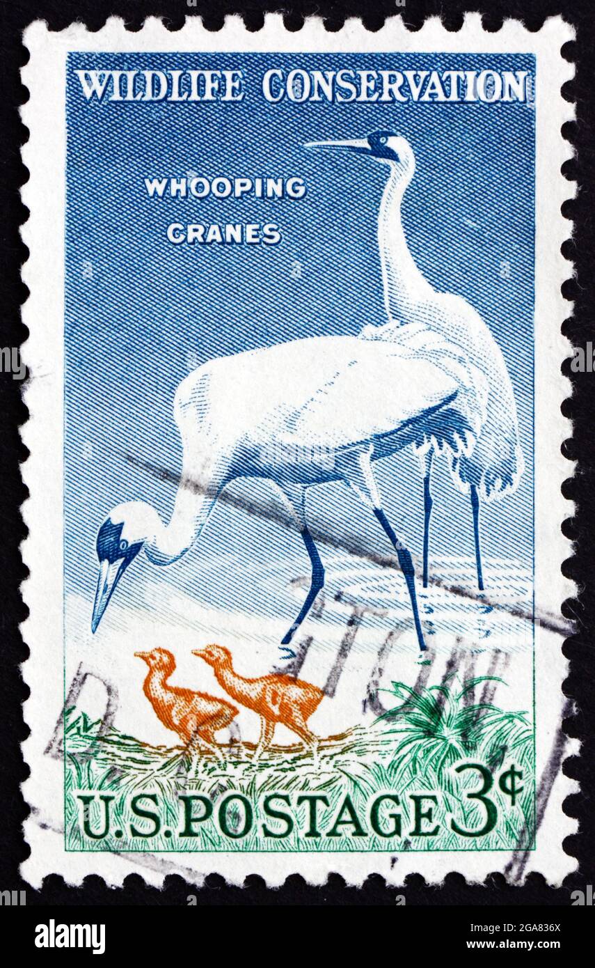 UNITED STATES OF AMERICA - CIRCA 1957: a stamp printed in the USA shows Whooping Cranes, Grus Americana, Wildlife Conservation, circa 1957 Stock Photo