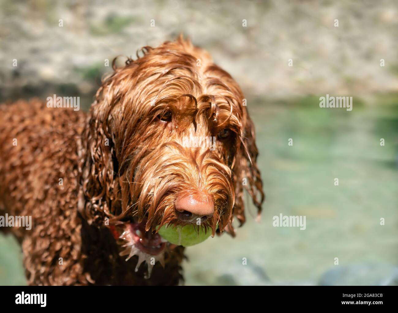 Labradoodle dog in river with tennis ball in mouth and dripping wet fur. Playtime with female dog fetching and swimming on a sunny day. Dog in motion. Stock Photo