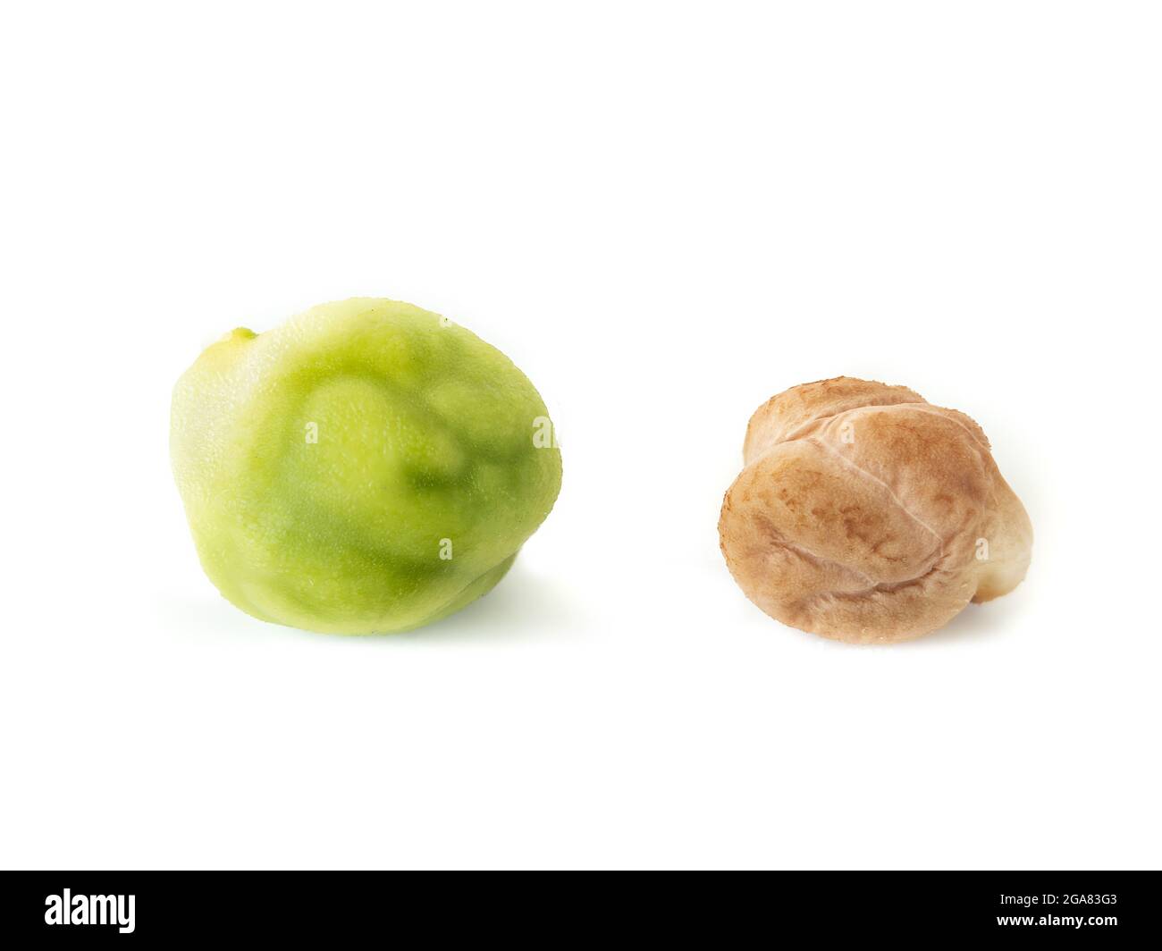 Green and dry Kabuli chickpeas side by side. Comparison of fresh