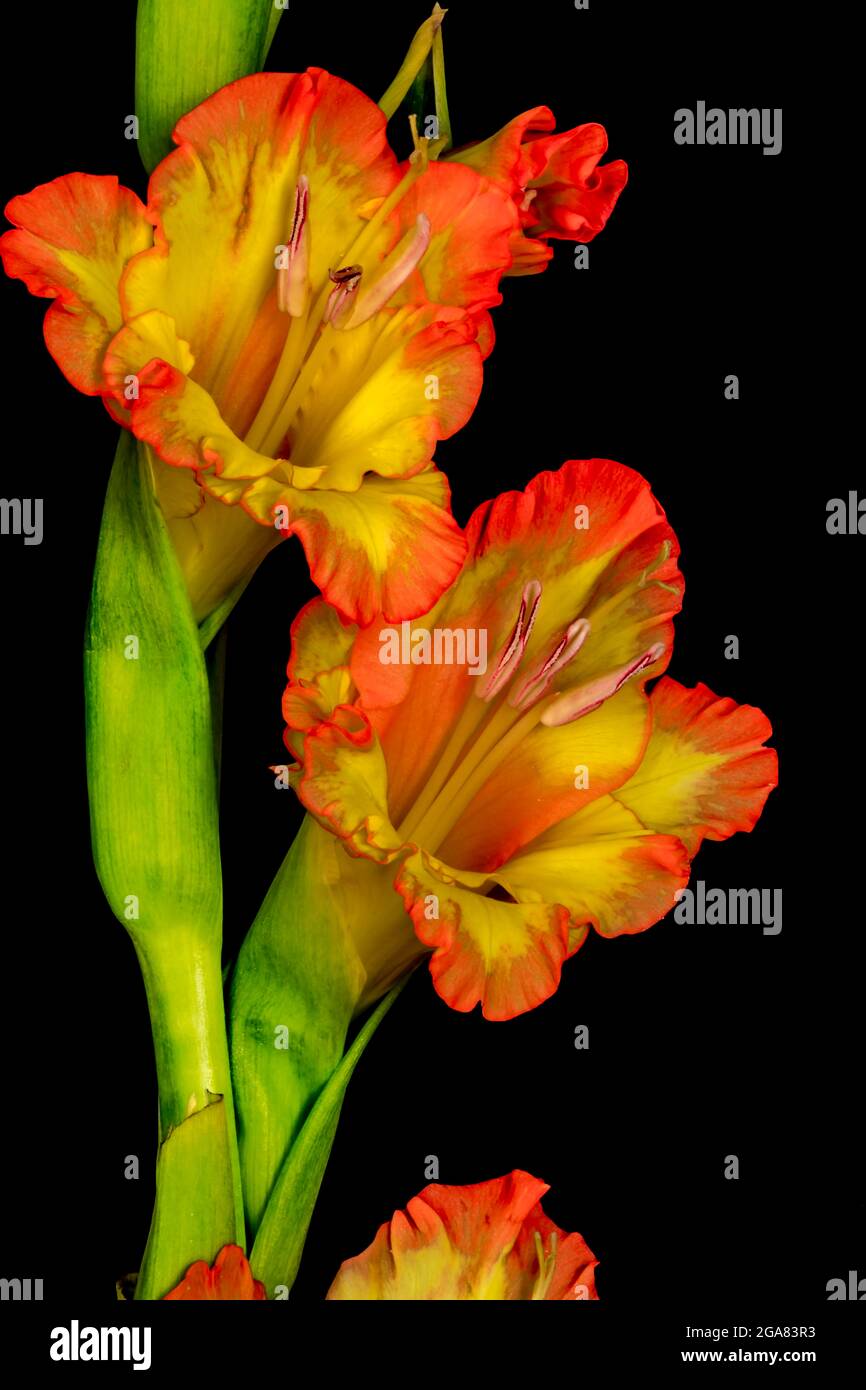 Vivid Gladiolus against an Inky Black Backdrop Stock Photo