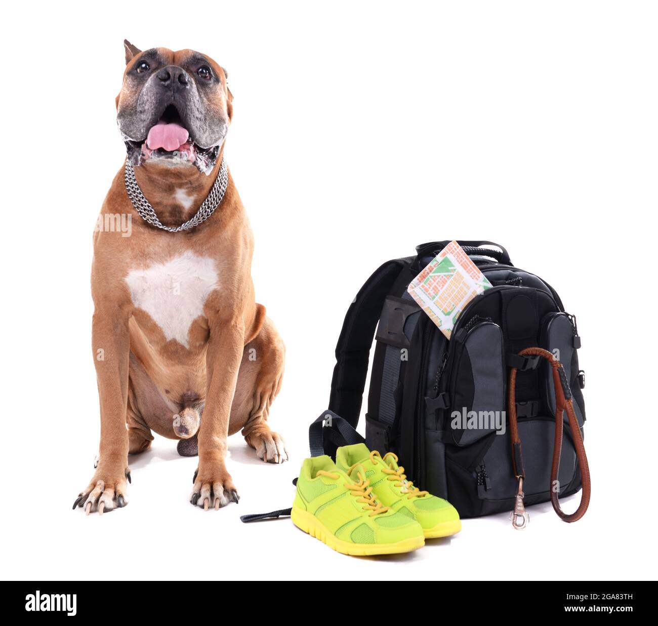 boxer dog backpack