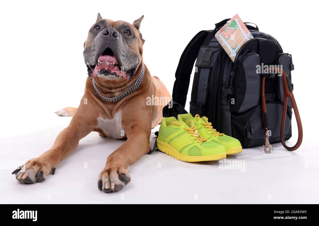 boxer dog backpack