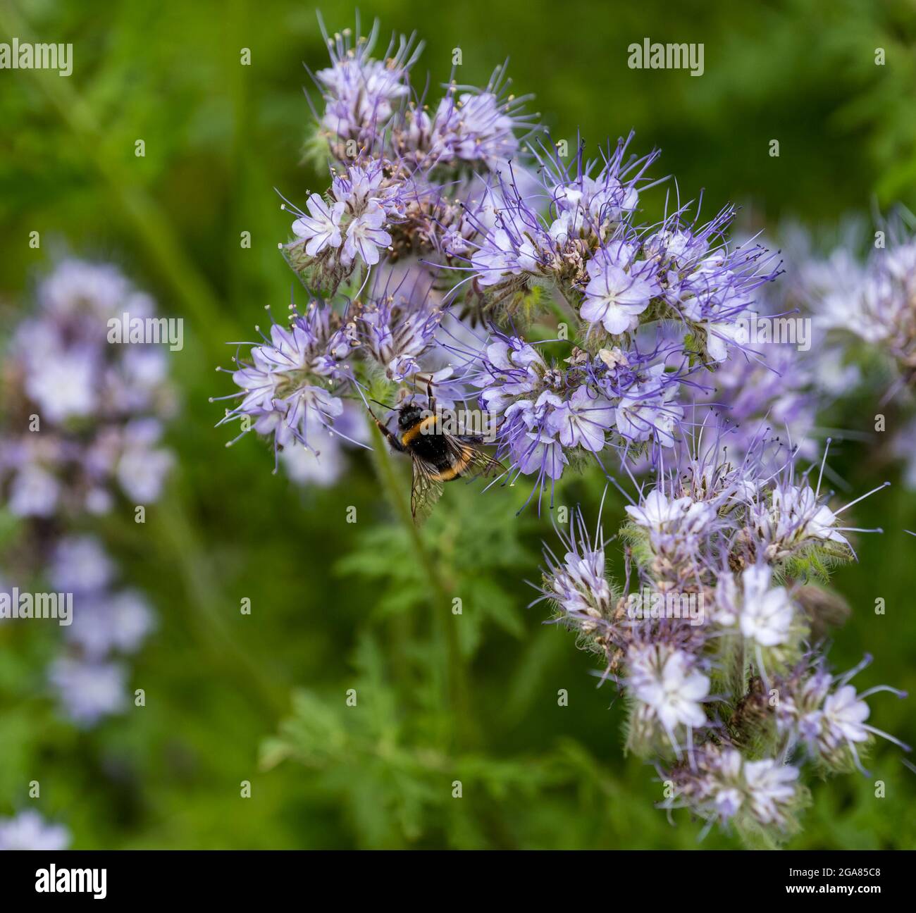 East Lothian, Scotland, United kingdom, 29th July 2021. UK Weather: sunshine on agriculture crops & bees: A crop field is edged by a cover crop of lacy phacelia (Phacelia tanacetifolia) in full bloom, also known as purple or blue tansy, which act as a pollinator attractor. The flowers are alive with buzzing bumblebees Stock Photo