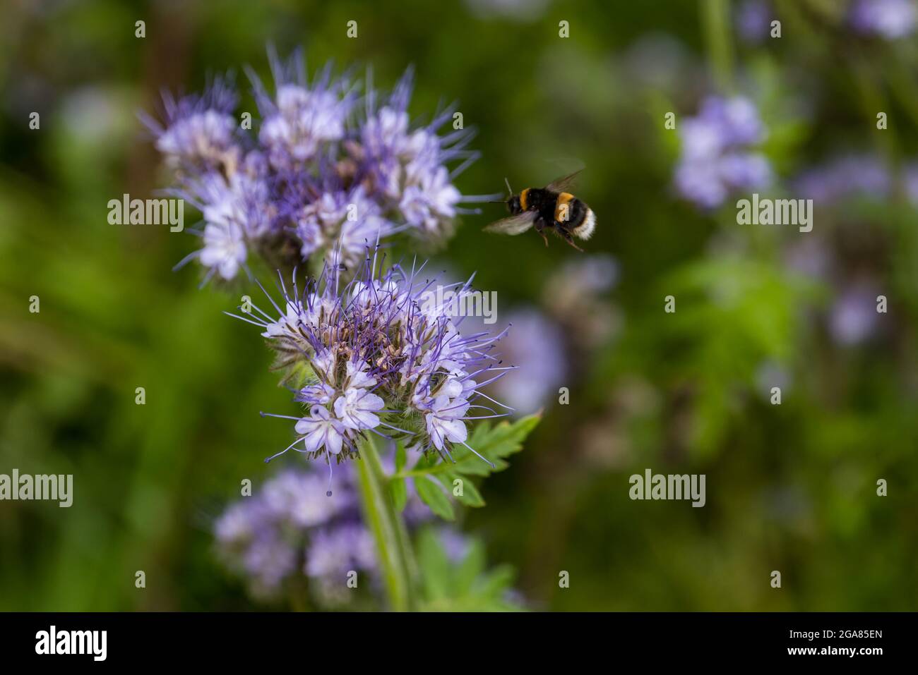 East Lothian, Scotland, United kingdom, 29th July 2021. UK Weather: sunshine on agriculture crops & bees: A crop field is edged by a cover crop of lacy phacelia (Phacelia tanacetifolia) in full bloom, also known as purple or blue tansy, which act as a pollinator attractor. The flowers are alive with buzzing bumblebees of all varieties including white-tailed bumblebees Stock Photo