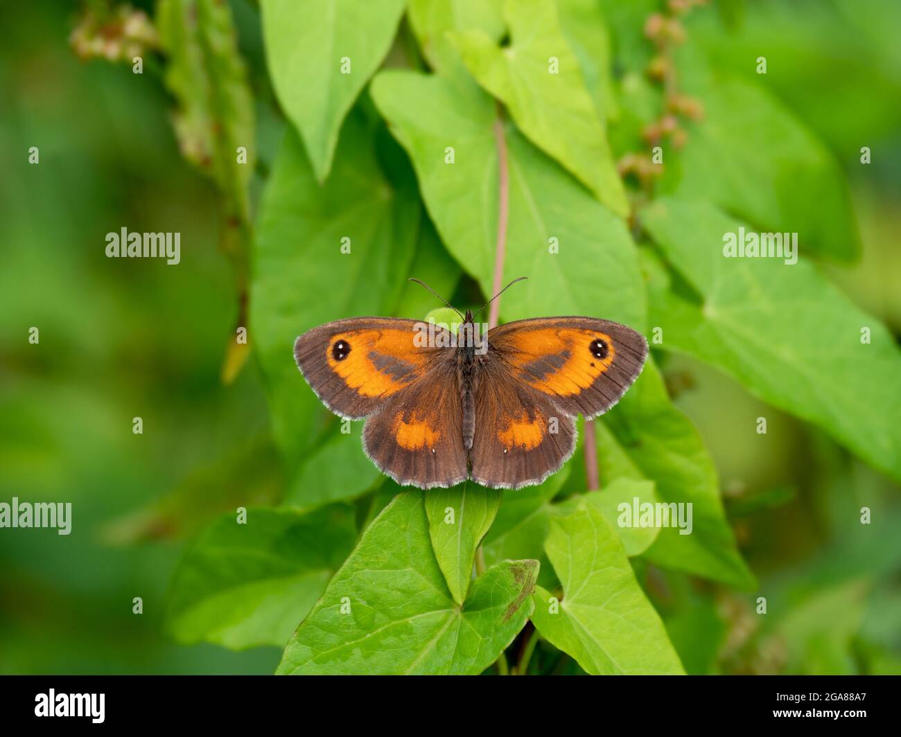 Gatekeeper butterfly Pyronia tithonus resting in the sun. Aka the Hedge brown butterfy. Stock Photo