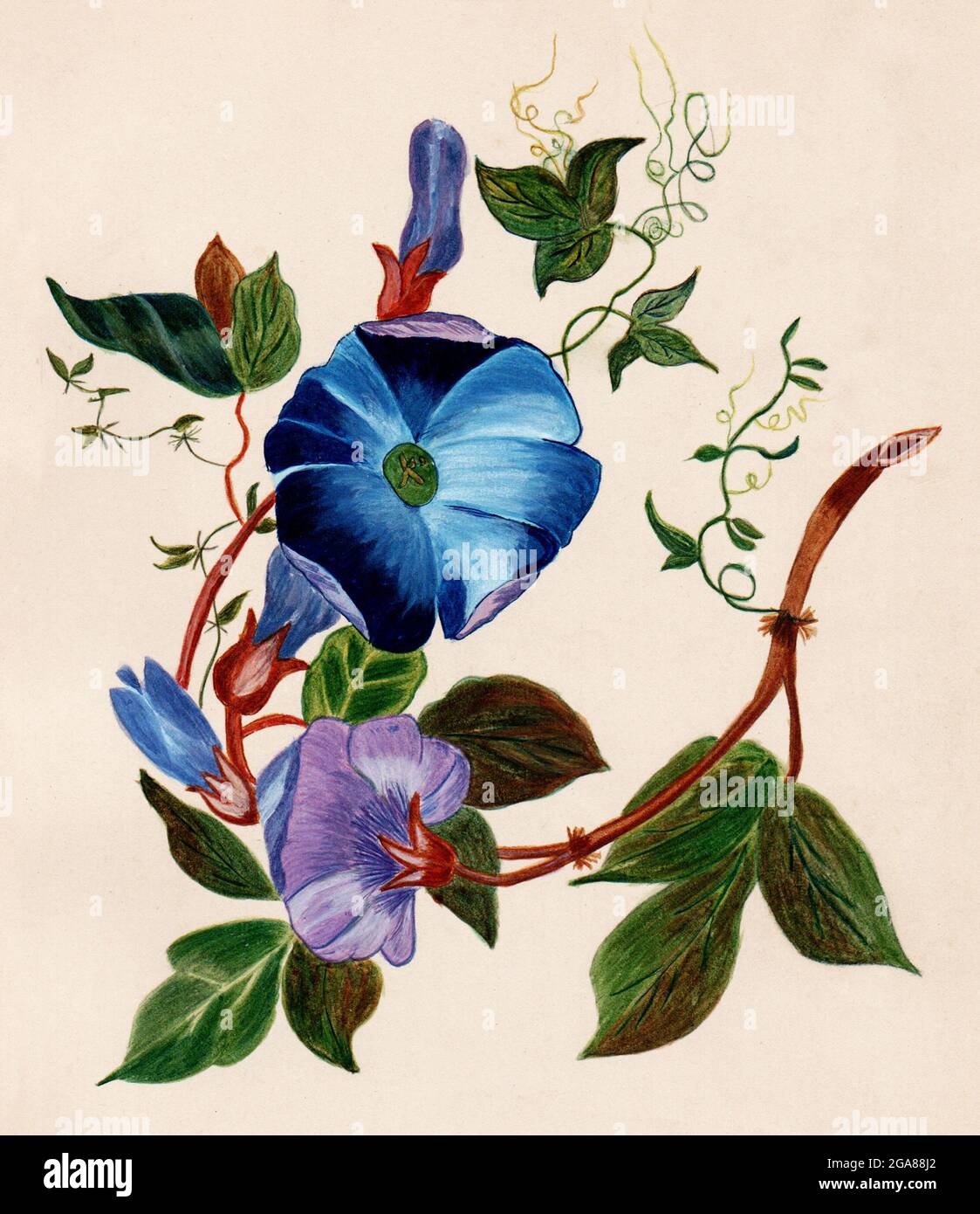 Hand painted illustration of flowers by an unknown artist, Victorian period Stock Photo