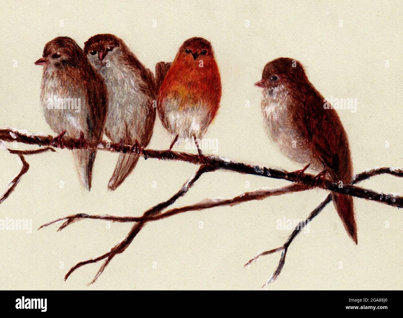 Hand painted illustration of robins by an unknown artist, Victorian period Stock Photo