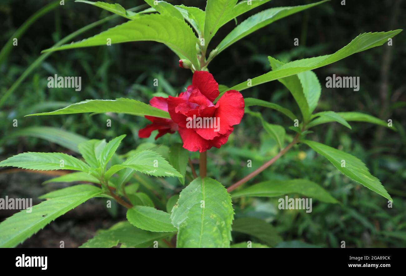 Close up of a red garden balsam flower in the garden Stock Photo