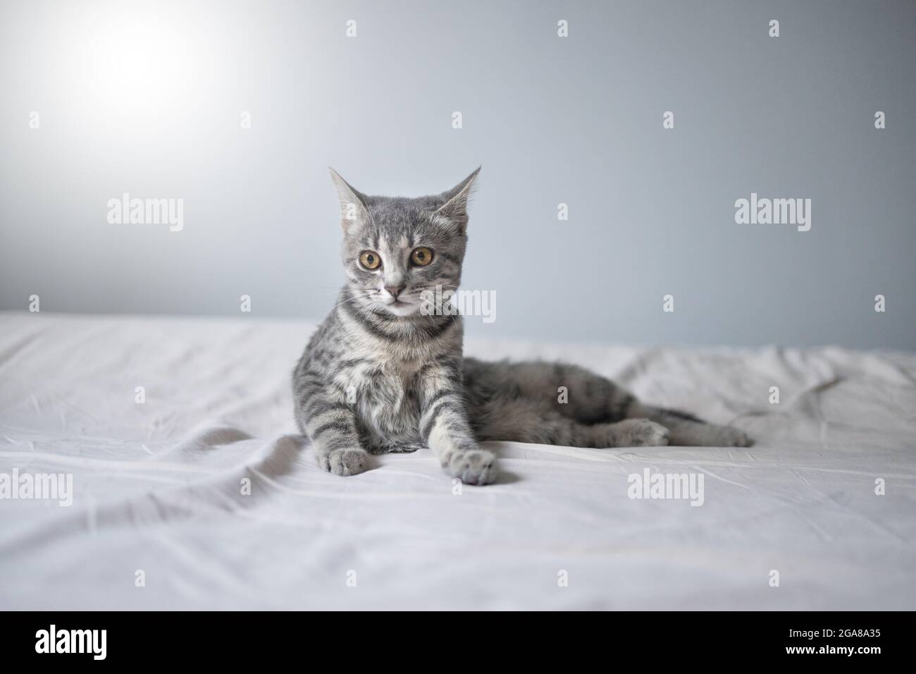 Cute grey tabby cat lying on the bed at cozy home. Adorable little pet ...