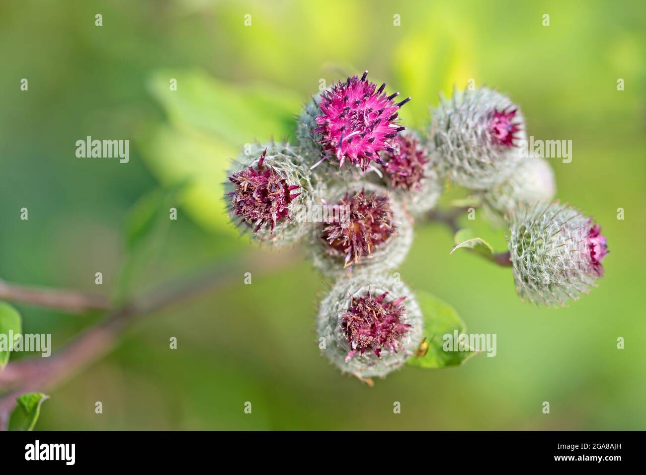 Flowering burdock, arctium, in summer Stock Photo
