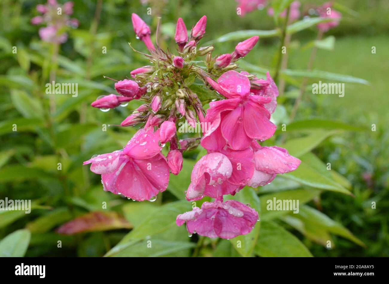 Flowers in garden Stock Photo - Alamy