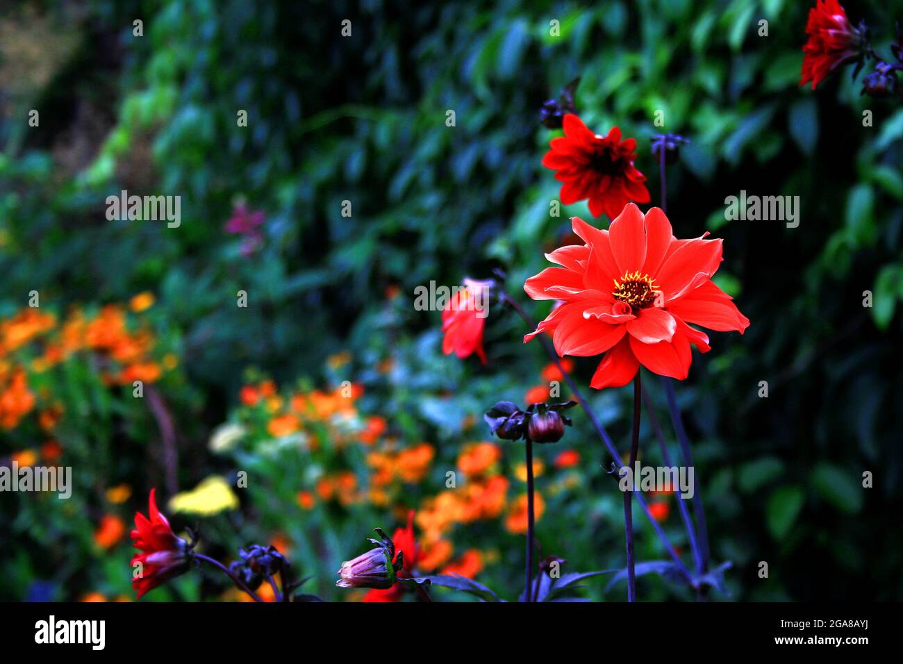 Ivy flowers garden wall hi-res stock photography and images - Alamy