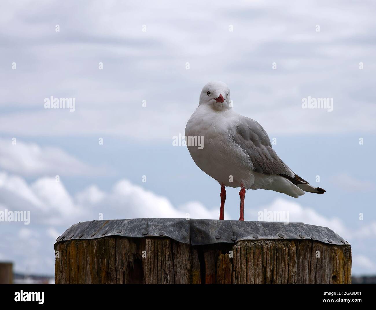 Red-billed gull, portrait, close-up, front view, standing on piling, shore bird, Larus novaehollandiae, silver gull, animal, wildlife, nature, Aucklan Stock Photo