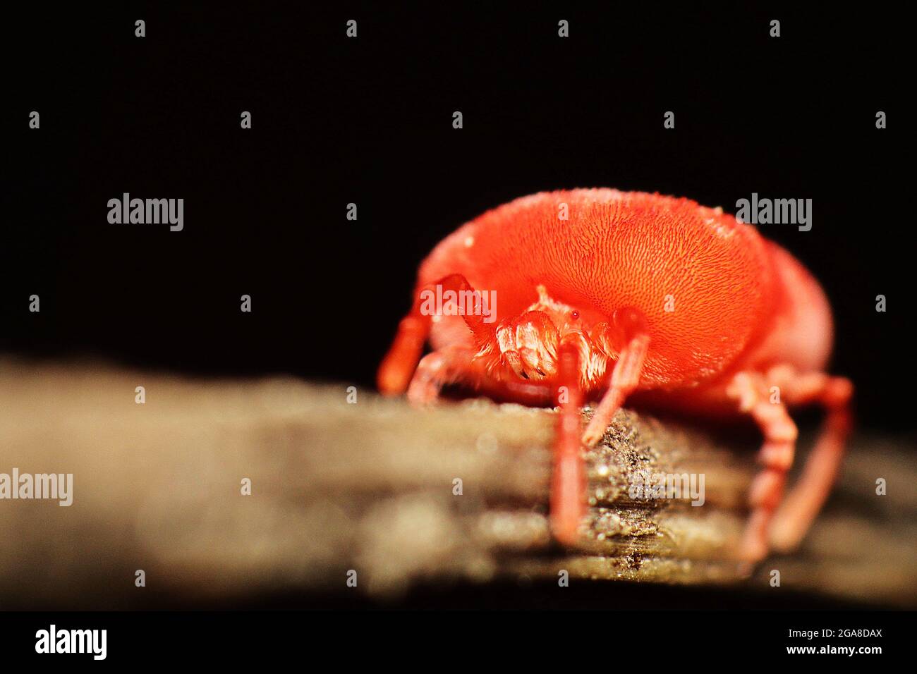 Red Velvet Mite (Trombidiidae) Stock Photo