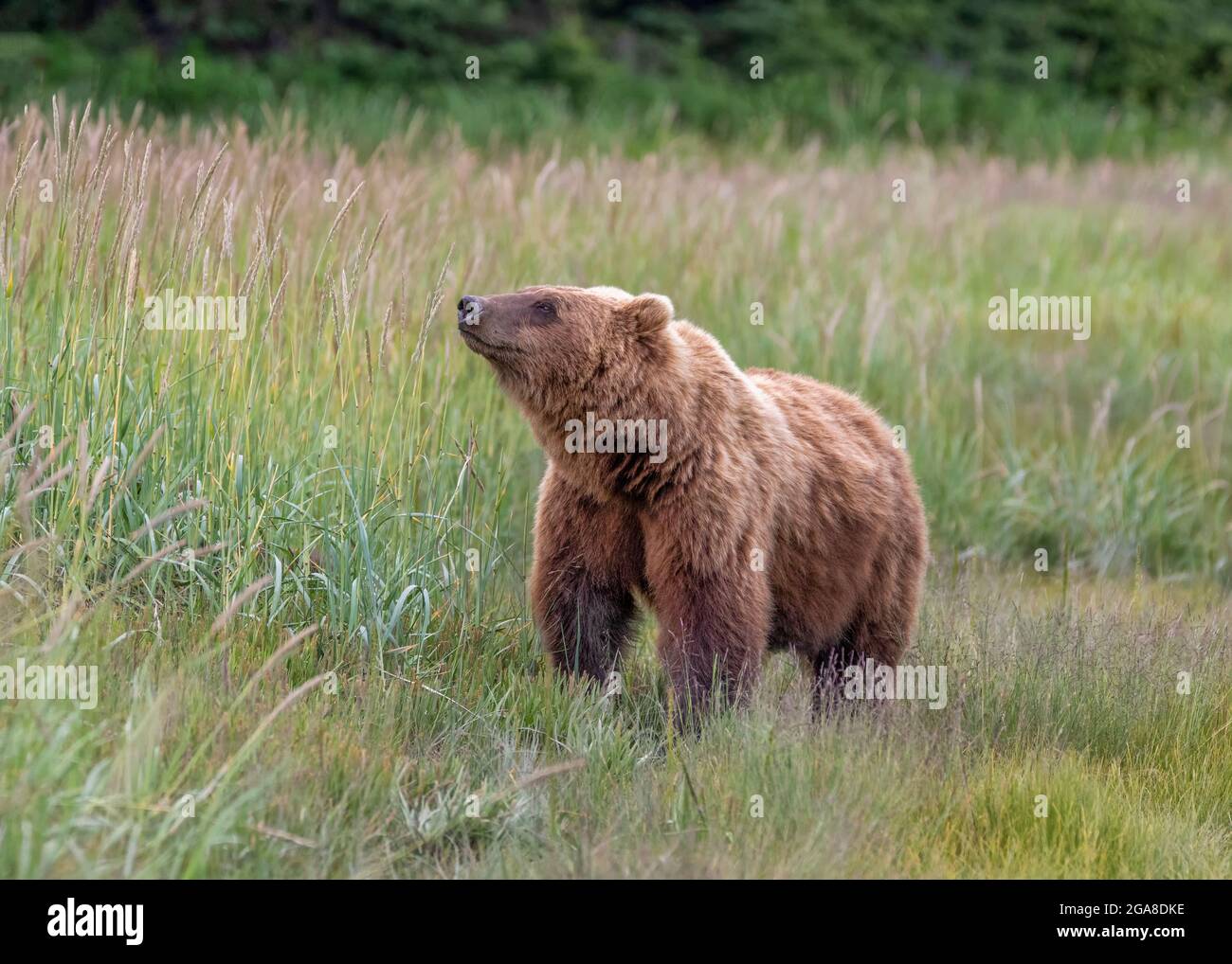 Coastal brown bear sniffing the air, Silver Salmon Creek, Lake Clark National Park and Preserve, Alaska Stock Photo