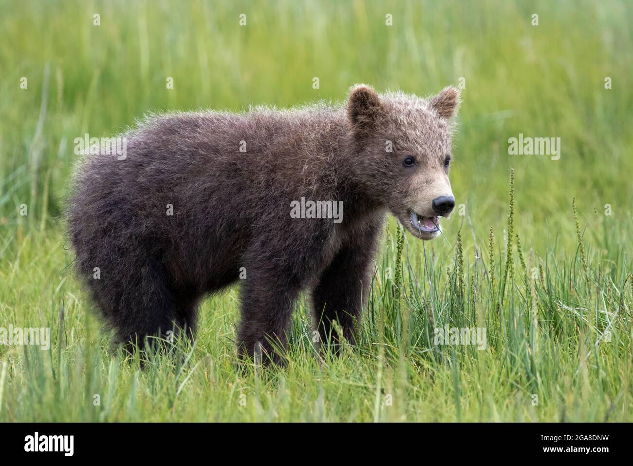 One year old coastal brown bear cub, standing in a meadow, Silver Salmon Creek, Lake Clark National Park and Preserve, Alaska Stock Photo