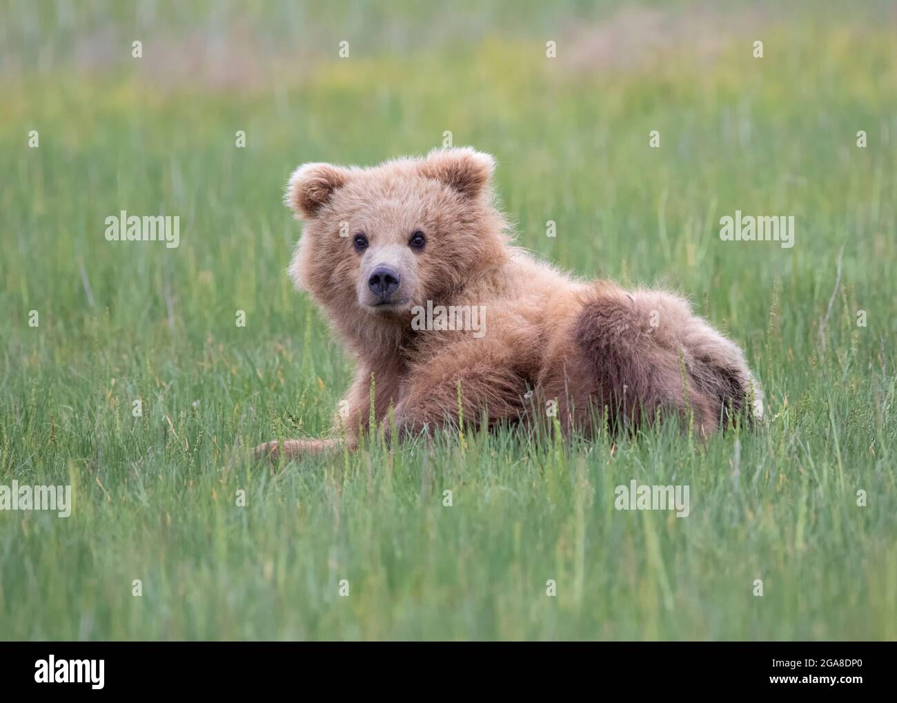 Coastal brown bear (Ursus arctos) cub resting in a meadow, Silver Salmon Creek, Lake Clark National Park, Alaska Stock Photo