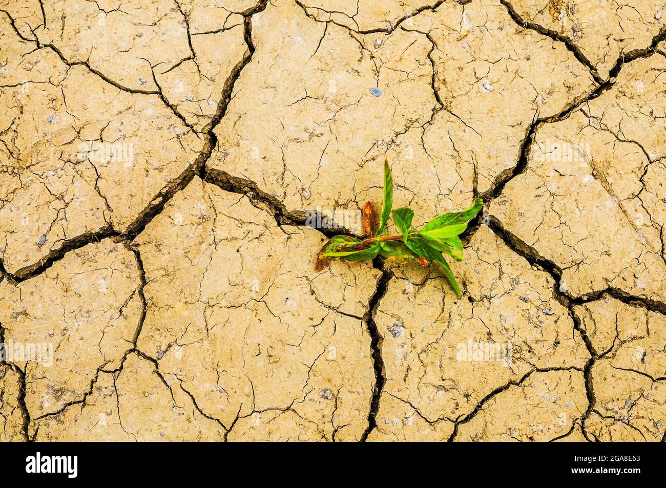 cracked soil, earth due to drought,climate change Stock Photo