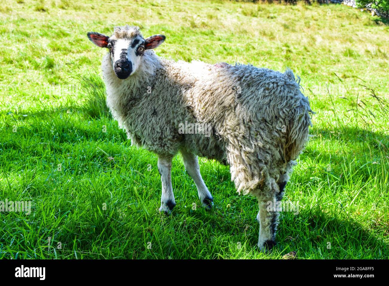 Sheep farming in Swaledale, North Yorkshire Stock Photo
