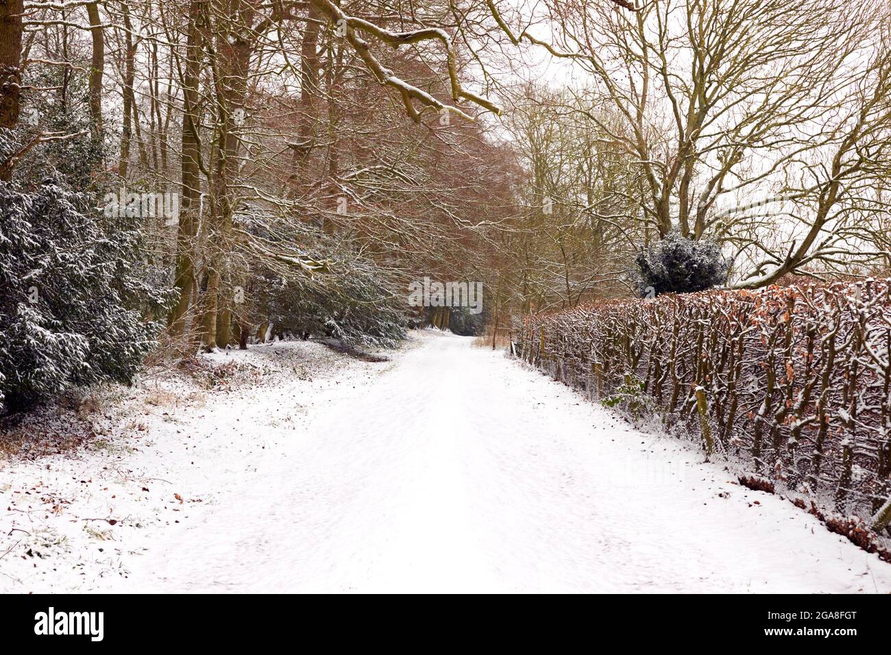 Tree Lined Track Through Countryside Covered In Winter Snow Stock Photo