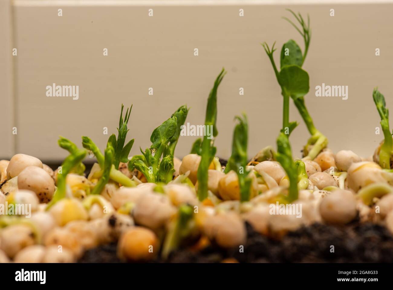 Fast growing pea sprouts from yellow split peas Stock Photo Alamy