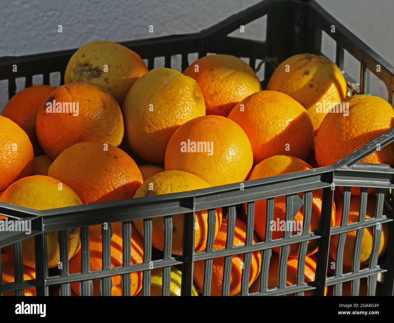 fresh ripe oranges in platic basket for sale in natural sunlight, close up Stock Photo