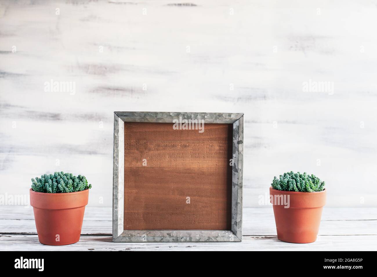 Blank wood farmhouse sign or picture frame with potted Creeping Sedum succulents over a rustic table with white wooden background. Free space for text Stock Photo