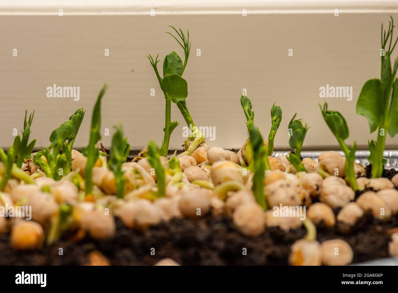 Fast growing pea sprouts from yellow split peas Stock Photo Alamy