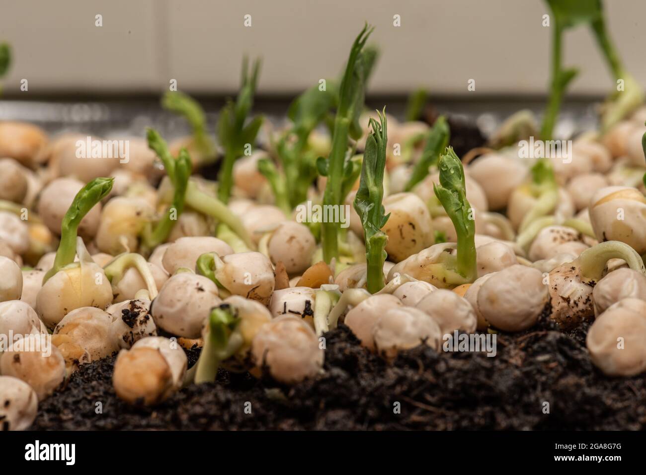 Fast growing pea sprouts from yellow split peas Stock Photo Alamy