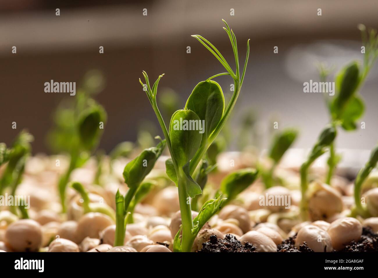 Fast growing pea sprouts from yellow split peas Stock Photo Alamy