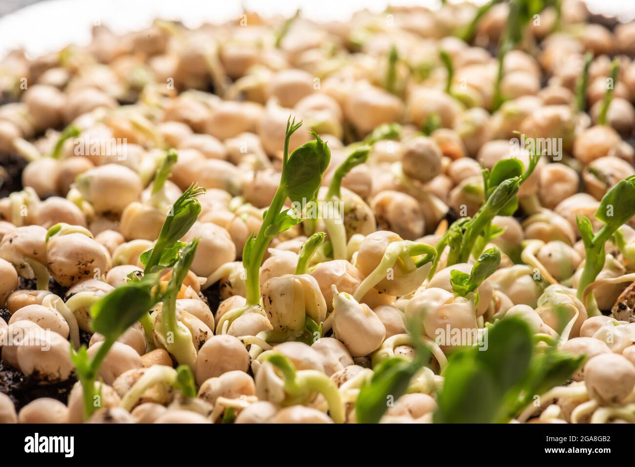 Fast growing pea sprouts from yellow split peas Stock Photo Alamy