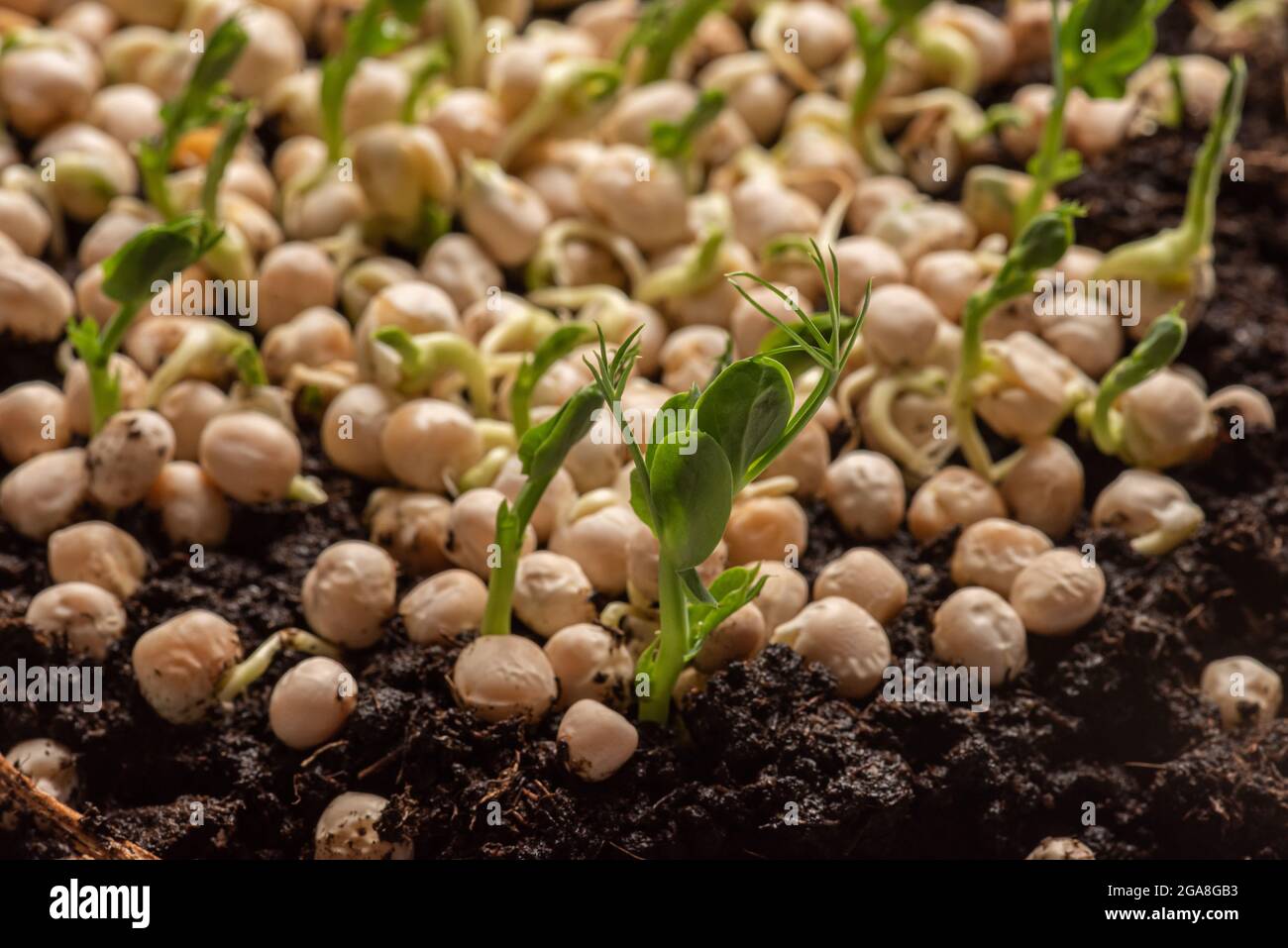 Fast growing pea sprouts from yellow split peas Stock Photo Alamy