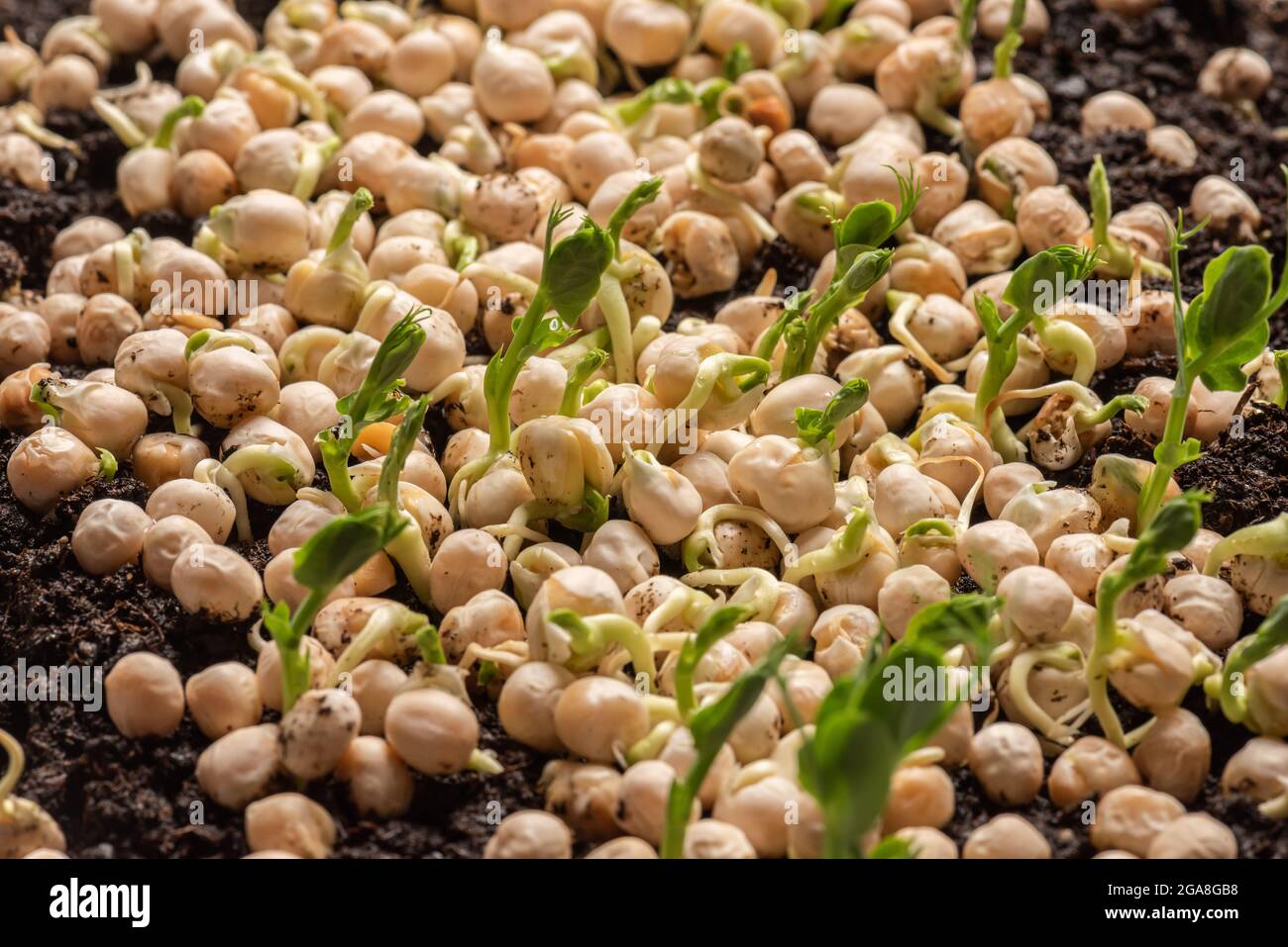 Fast growing pea sprouts from yellow split peas Stock Photo Alamy