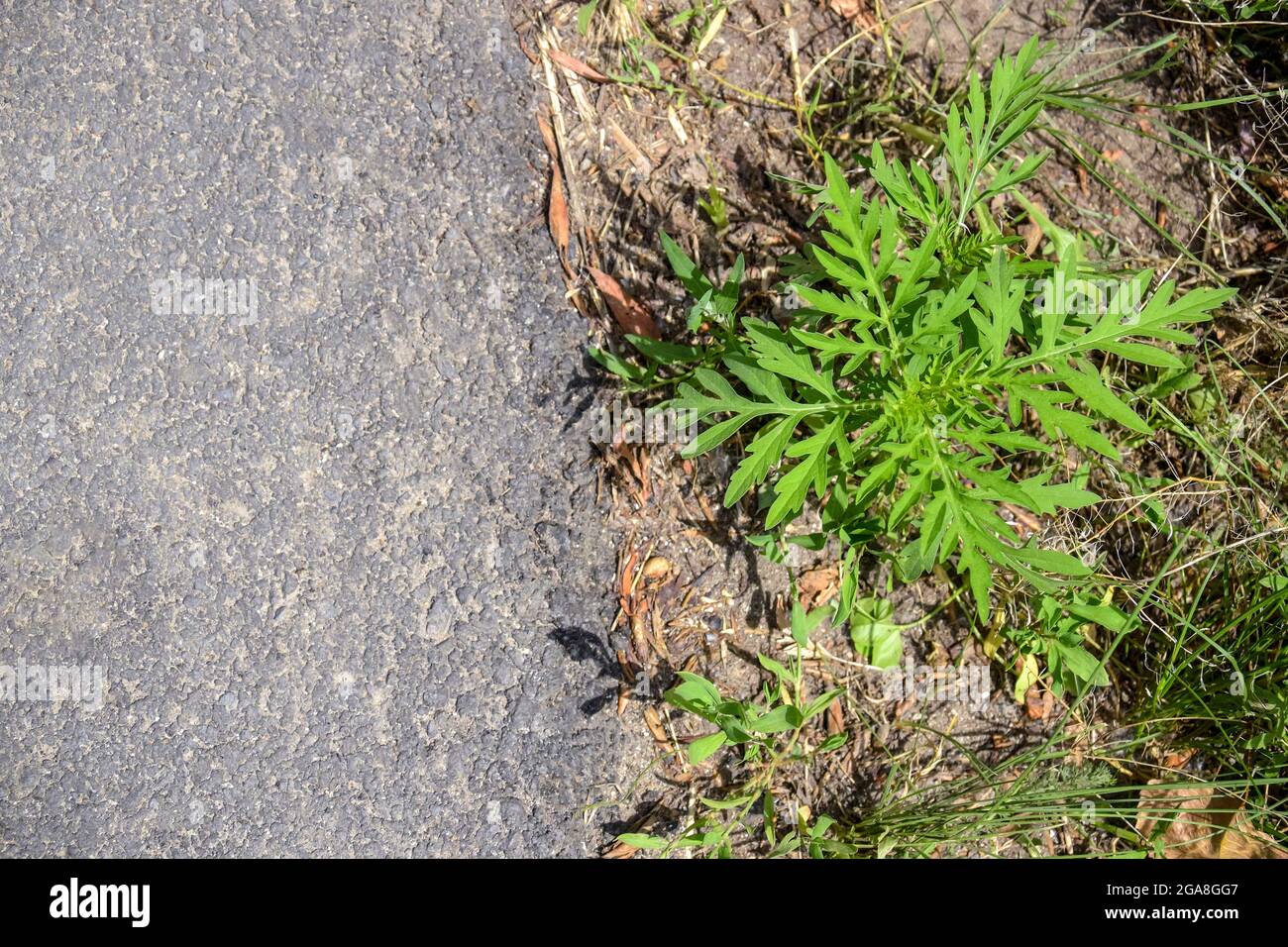 American common ragweed. Young bush have not yet bloomed ambrosia on side of asphalt road. Dangerous plant, Ambrosia shrubs Stock Photo